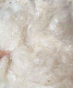 Bông gạo tự nhiên nhồi gối